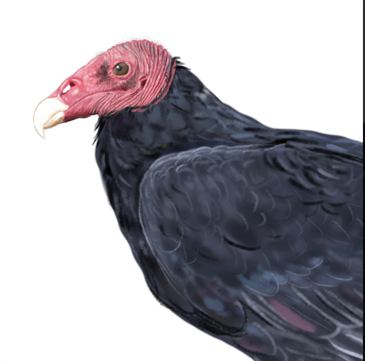 Jote de cabeza colorada