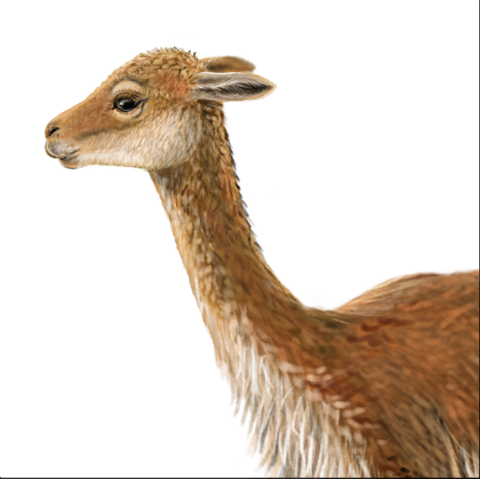Vicuña