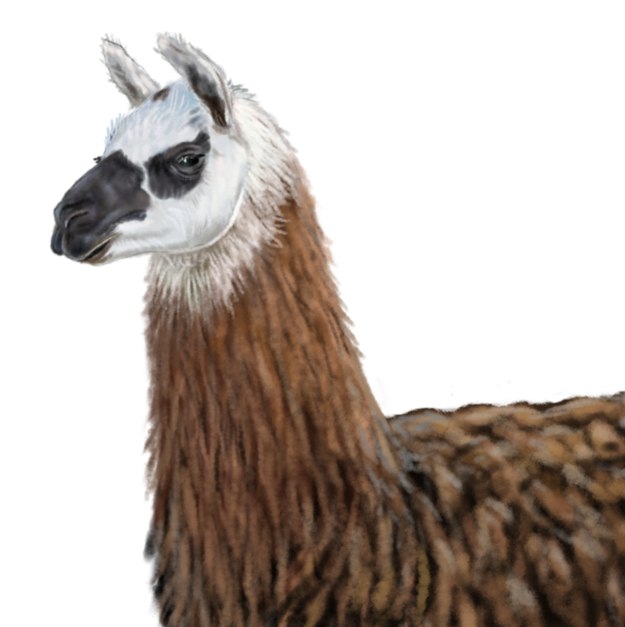 Llama