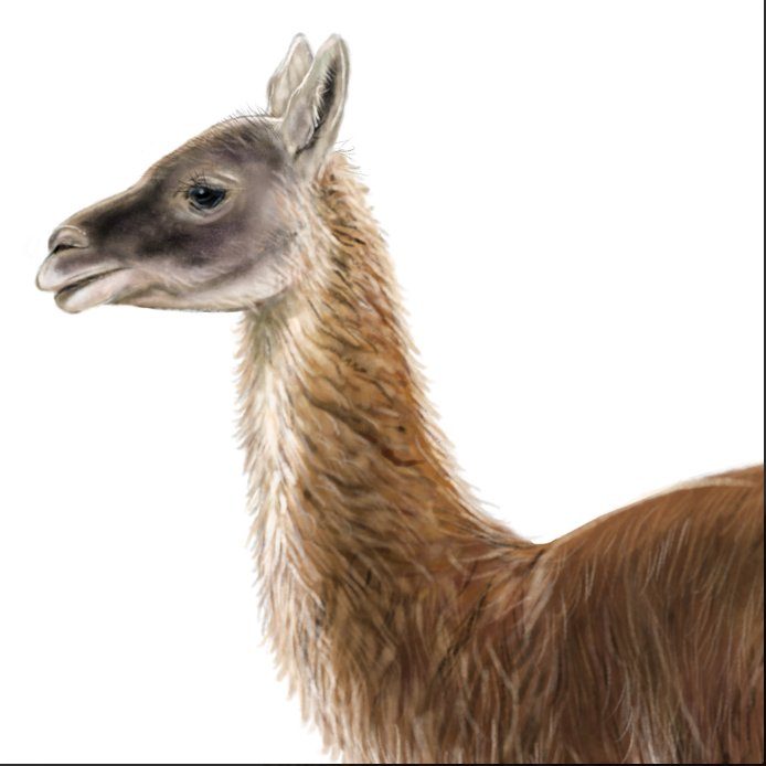 Guanaco