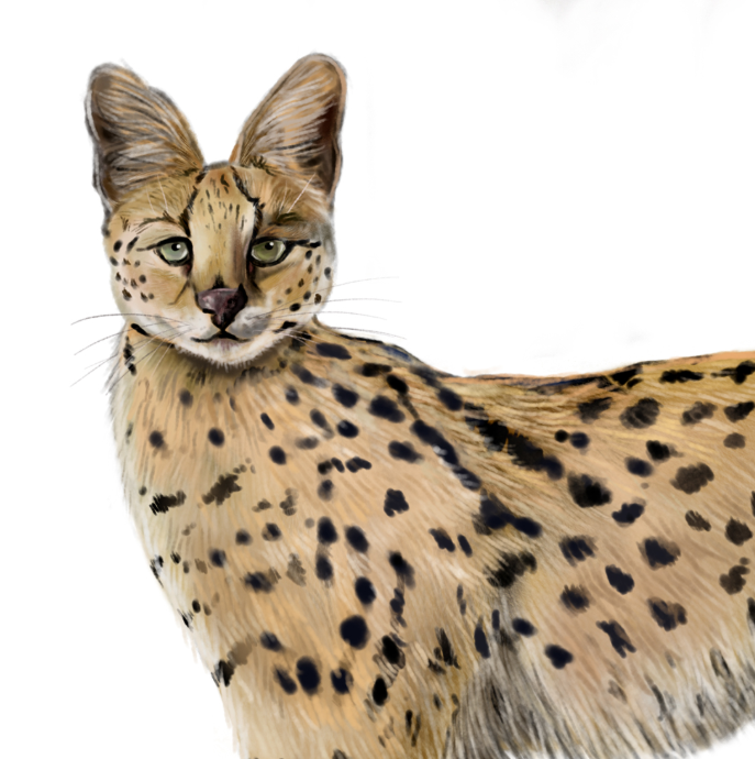 Serval