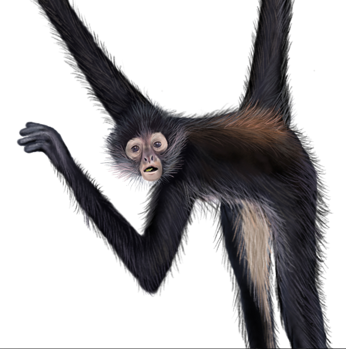 Mono araña de Geoffroy