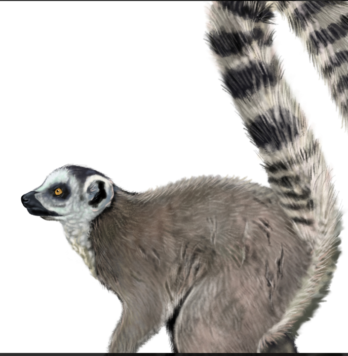 Lémur de cola anillada