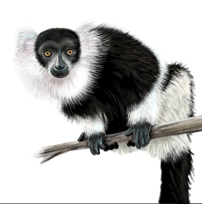 Lémur blanco y negro