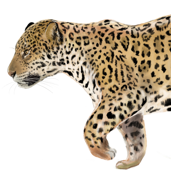 Jaguar