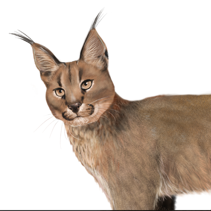 Caracal