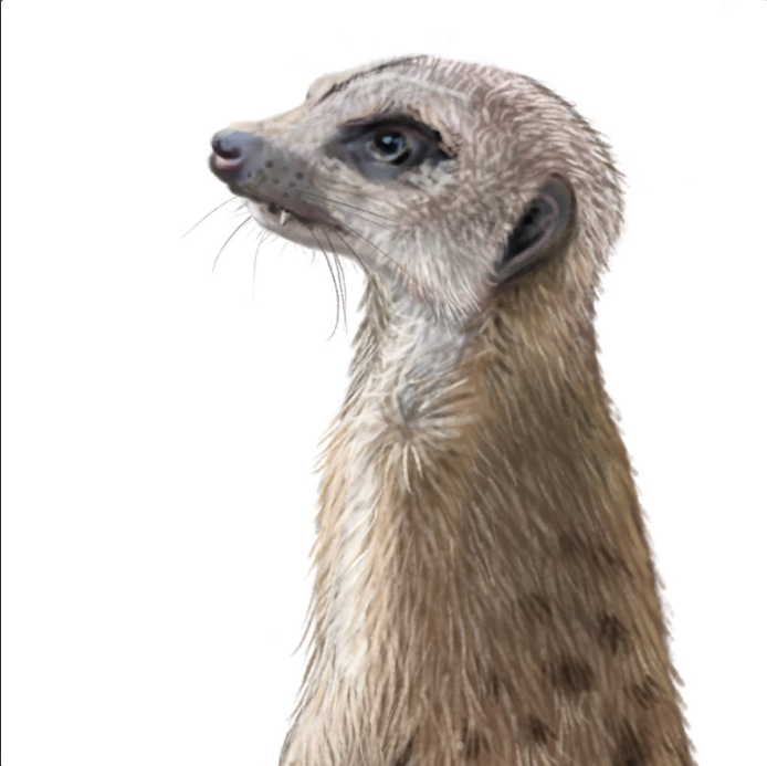Suricata