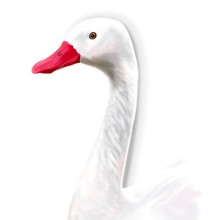 Cisne coscoroba